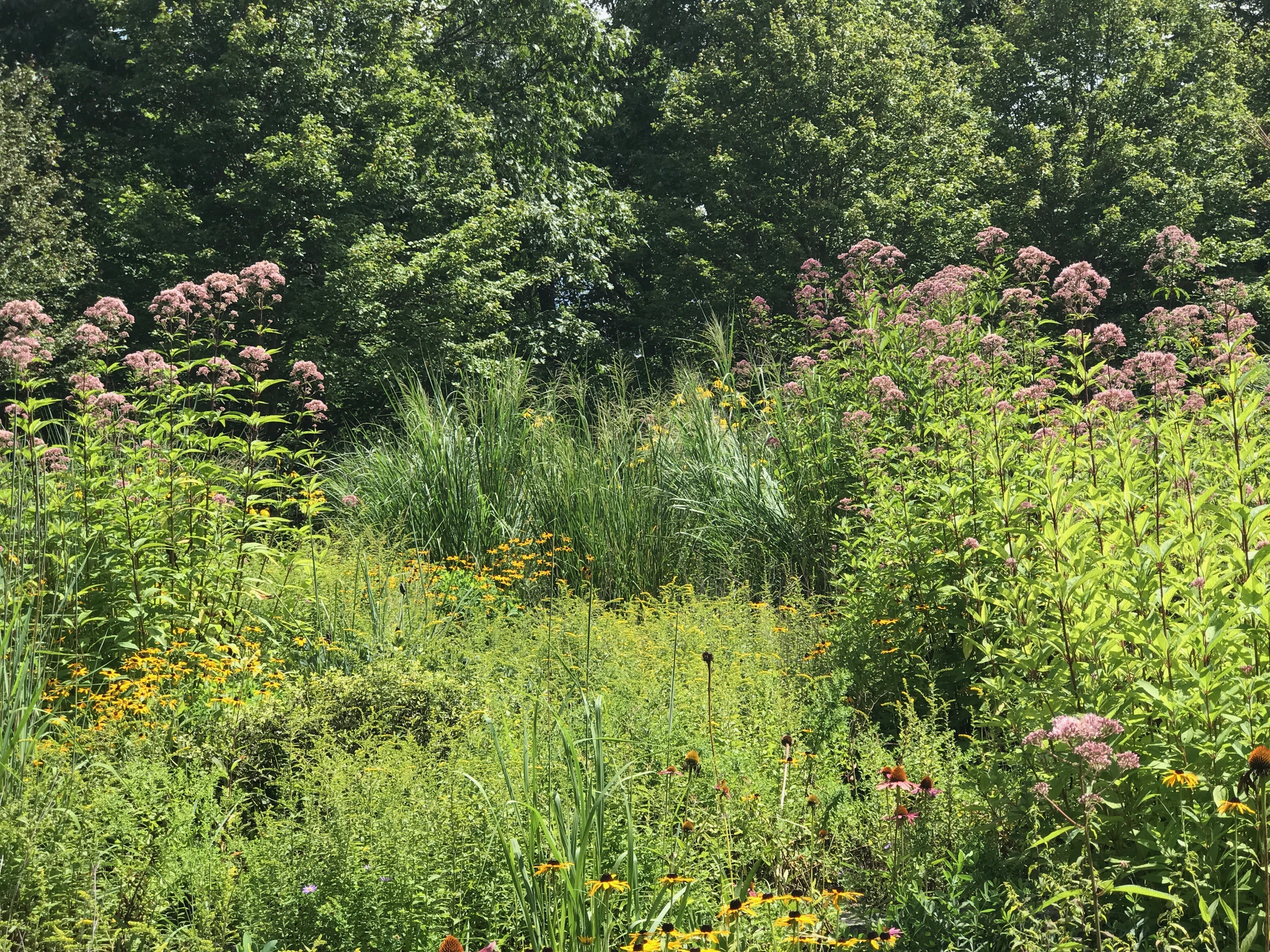 Gardening For A Changing Climate How Shifts In Should Guide The Onset Of Hurricane And Fire Season This Year Has Brought An Alarming Degree Destruction To Communities Across Planet Disruption